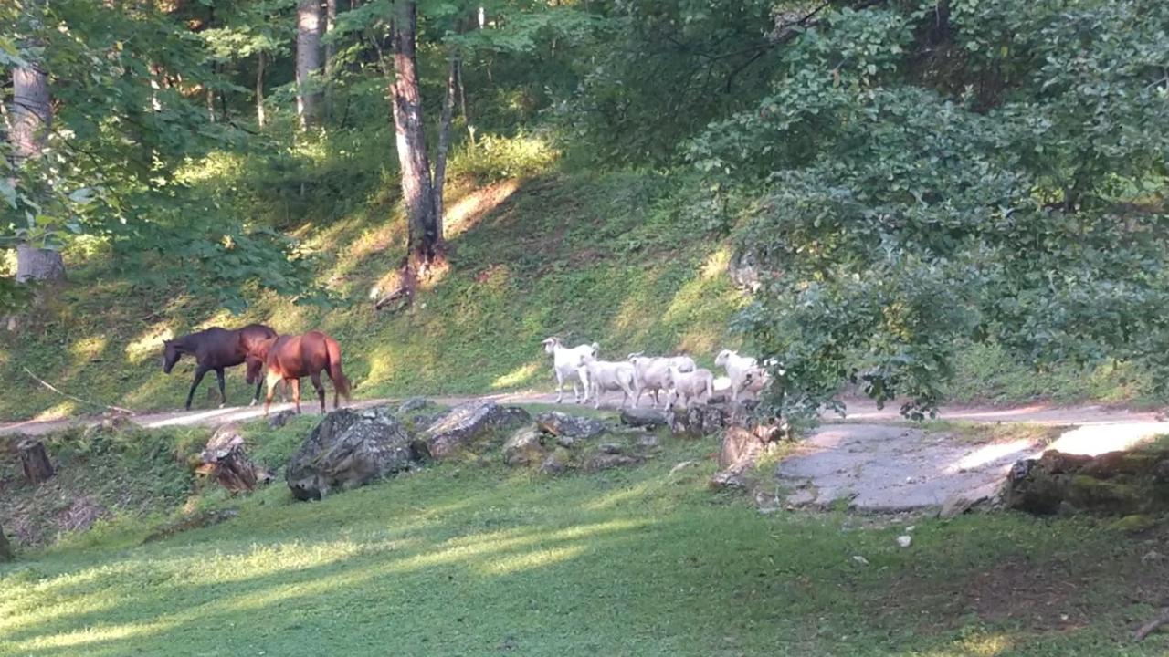 Arrowmont Stables & Cabins Cullowhee Buitenkant foto