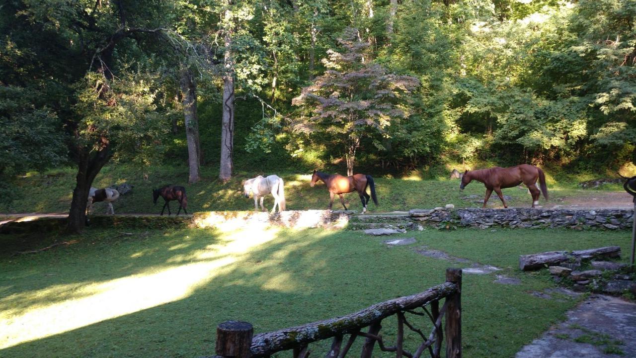 Arrowmont Stables & Cabins Cullowhee Buitenkant foto